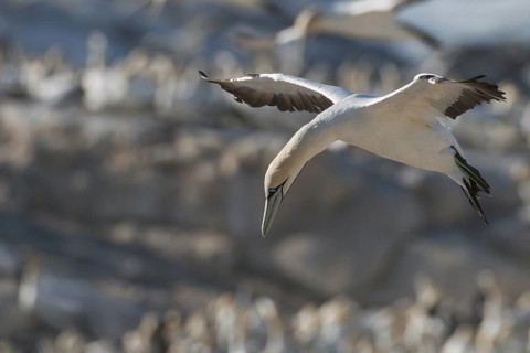 Cape Gannet (Morus capensis) flying, Western Cape, South Africa