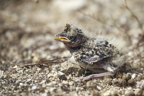 Crested Lark (Galerida cristata) juvenile, Castile-La Mancha, Spain