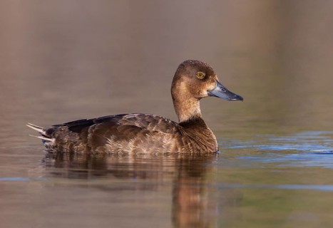 Greater Scaup (Aythya marila) female, British Columbia, Canada