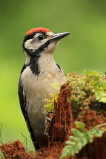 Great Spotted Woodpecker (Dendrocopos major) juvenile, Lower Saxony, Germany