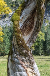 Nature conservancy area Grosser Ahornboden. Dead Sycamore maple tree, Acer pseudoplatanus, in