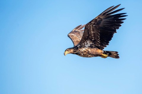 White-tailed Eagle (Haliaeetus albicilla) young flying, Romania