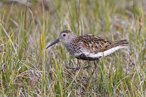 Dunlin (Calidris alpina), Iceland