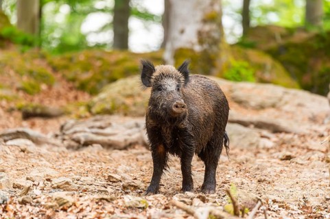 Wild boar (Sus scrofa) standing in a forest, Bavaria, Germany
