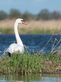 Mute Swan (Cygnus olor), Brandenburg, Germany