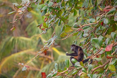 Mantled howler monkey (Alouatta palliata) sitting on branch and eating a tropical almond.