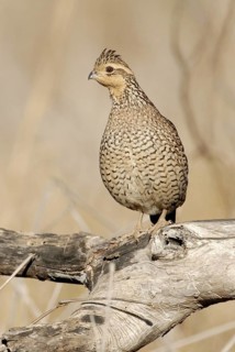 Northern Bobwhite (Colinus virginianus) female, Texas, USA