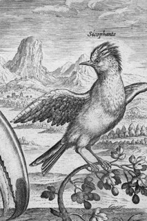 Copperplate engraving by Adriaen Collaert, from Avium Vivae Icones, the series of birds, around