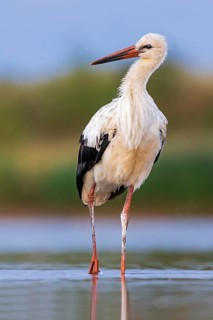 White Stork (Ciconia ciconia) foraging in shallow water, Saxony-Anhalt, Germany