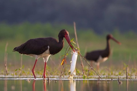 Black Stork (Ciconia nigra) with fish prey in beak, Tiszaalpár, Hungary