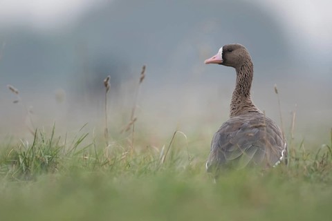 Greater White-fronted Goose (Anser albifrons), North Rhine-Westphalia, Germany