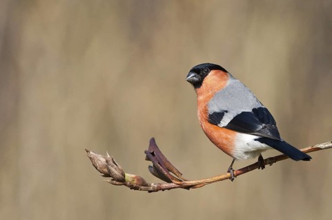 Eurasian Bullfinch (Pyrrhula pyrrhula) male, Schleswig-Holstein, Germany