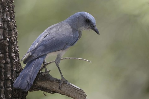 Mexican Jay (Aphelocoma wollweberi), Arizona, USA