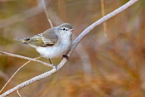 Eastern bonelli's warbler (Phylloscopus orientalis), Israel