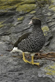 Kelp Goose (Chloephaga hybrida) female, Falkland Islands