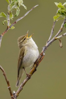Arctic warbler (Phylloscopus borealis) perched on a branch in Nome, Alaska