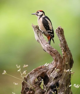 Great Spotted Woodpecker (Dendrocopos major) juvenile, Asturias, Spain