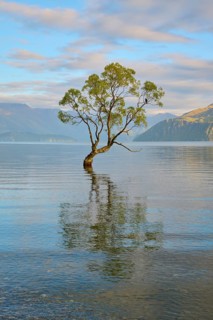 Single tree in the calm water of a lake with mountains in the background, peaceful, summer, Lake