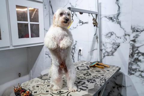 Small white furry dog standing on its hind legs on a patterned grooming table, looking forward