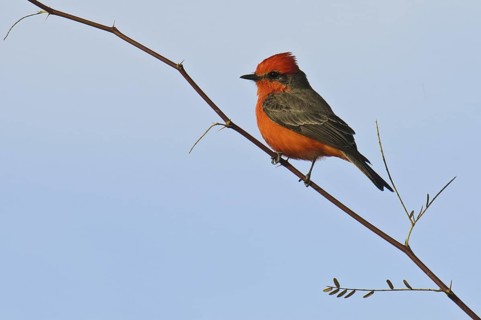 Vermilion Flycatcher (Pyrocephalus rubinus), Arizona, USA
