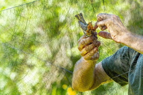 Cropped unrecognizable biologist hands carefully rescue a robin entangled in a mist net at a bird