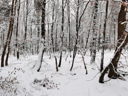 Snowy forest with thick trees in a quiet winter atmosphere, Rennsteig, hiking in the Franconian