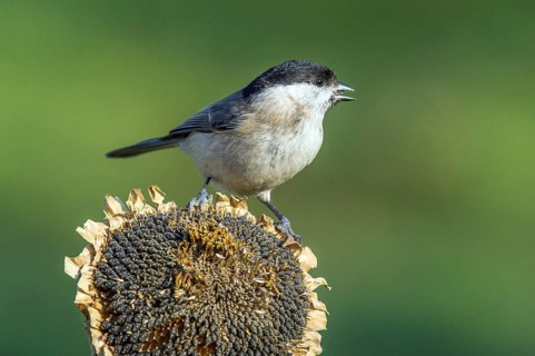 Swamp tit (Parus palustris) Marsh Tit • Baden-Württemberg, Germany, Baden-Württemberg, Federal