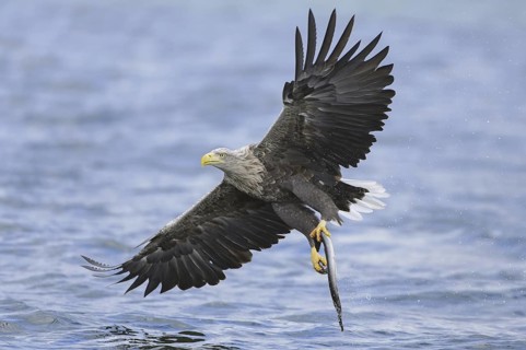 White-tailed Eagle (Haliaeetus albicilla) flying, Lower Saxony, Germany