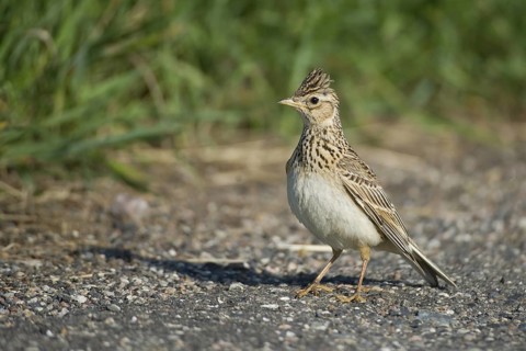 Eurasian Skylark (Alauda arvensis), Mecklenburg-Western Pomerania, Germany