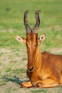 Lelwel hartebeest (Alcelaphus lelwel) sitting, animal portrait, Murchison Falls National Park,