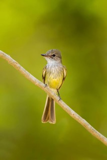 Flammulated Flycatcher Deltarhynchus flammulatus Tehualmixtle, Jalisco, Mexico 13 June Adult