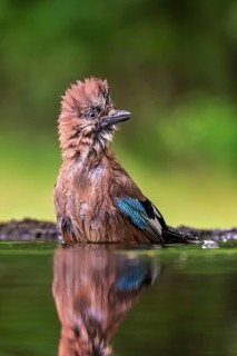 Eurasian Jay (Garrulus glandarius) at a waterhole, Hungary