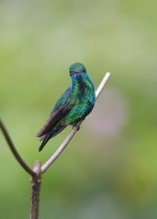 Blue-chinned Sapphire (Chlorestes notata), Asa Wright, Trinidad