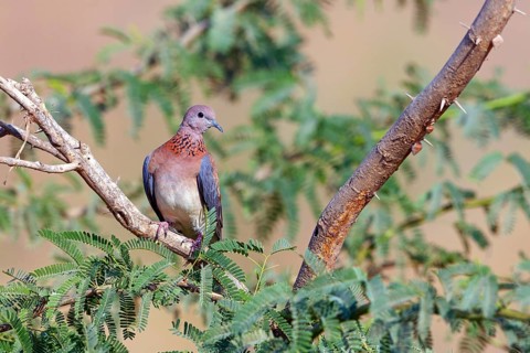 Palm Pigeon, Senegal Pigeon, (Streptopelia senegalensis), Animals, Birds, Pigeons Oman, Tawi Atayr,