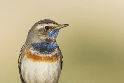 Bluethroat (Luscinia svecica svecica) male, Eilat, Israel