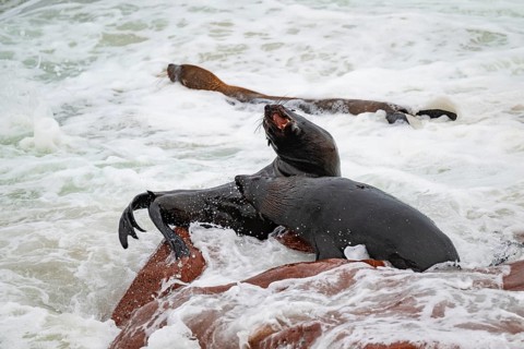 Male fur seals fighting for territory, Cape fur seal (Arctocephalus pusillus), Cape Cross, Atlantic