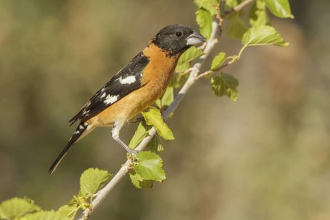 Black-headed Grosbeak (Pheucticus melanocephalus) male, California, USA