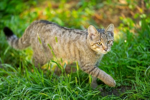 European wildcat (Felis silvestris silvestris) on a meadow, Hesse, Germany