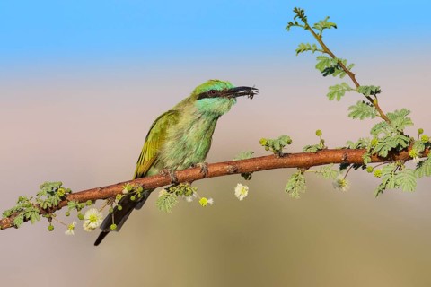 Green Bee-eater (Merops orientalis) with bee prey in beak, Eilat, Israel