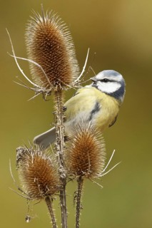 Eurasian Blue Tit (Cyanistes caeruleus), Rhineland-Palatinate, Germany