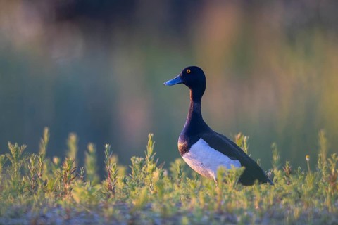 Tufted Duck (Aythya fuligula) male, North Rhine-Westphalia, Germany