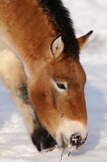 Przewalski's horse with lowered head in the snow, showing attentiveness, Przewalski's horse (Equus