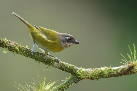 Common Bush-Tanager (Chlorospingus ophthalmicus) perched on a branch in Costa Rica
