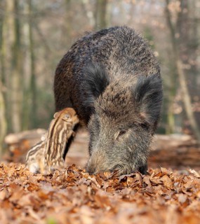 Wild boar, wild boar (Sus scrofa), a female suckling a young boar in the forest, Germany