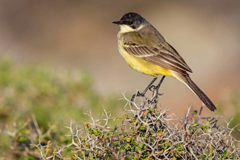 Maskenschaftstelze, Black-headed Yellow Wagtail, Black-headed Wagtail, Motacilla flava feldegg,