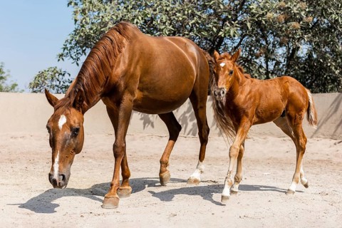 A young chestnut foal stands beside its mother in a sunlit paddock. The mare grazes calmly while