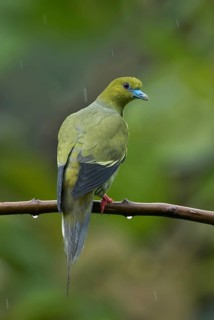 Pin-tailed Green Pigeon (Treron apicauda) perched on a branch, Darjeeling, India