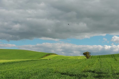 Vast green fields stretch under a dramatic sky with gray clouds, highlighting a single tree. The
