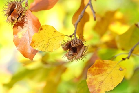 European beech (Fagus sylvatica), Babelsberg Park, Germany