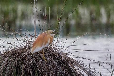 Squacco Heron (Ardeola ralloides), Greece